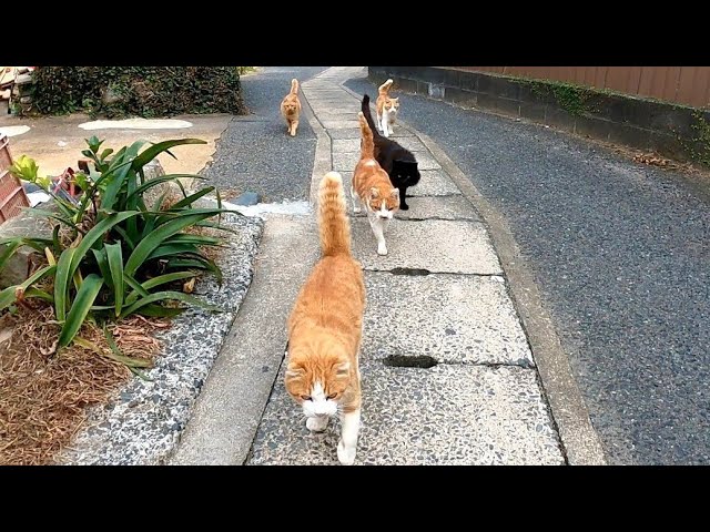 天国はここにあった！？猫をなでたらどんどん増える動画のサムネイル画像