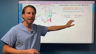 Cranial Nerves Lecture by Ditki, Medical & Biological Sciences