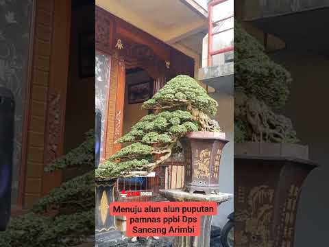 🔴Inspirasi bonsai sancang Cascade Mr. Made Baktiyasa #bonsaisancang #bonsai #bonsaiindonesia