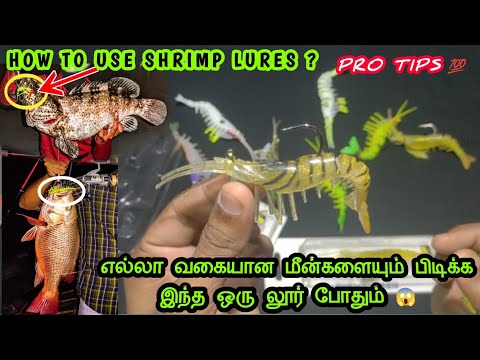 Shrimp Lure Fishing Tips&Tricks In Tamil - Pro tips for Beginners / how to use 🦐 Shrimps_under RS300