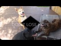 LAPAK Video Intro How To Treat Dog Skin Allergies