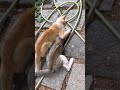 Angry male cats fight