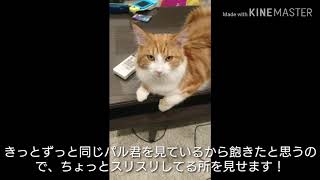 メインクーンのパル君【自己紹介！！】スリスリしに来てくれる猫︎☺︎