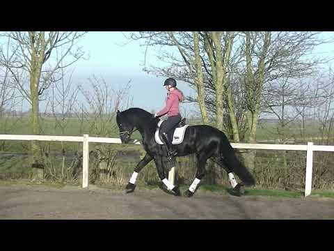 Stal Okkema's Willem v. Fabe stallion 2015