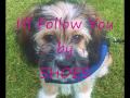Shoes - I'll Follow You