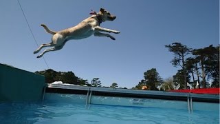 Funny Dogs Swimming in The Air [HD 2014]