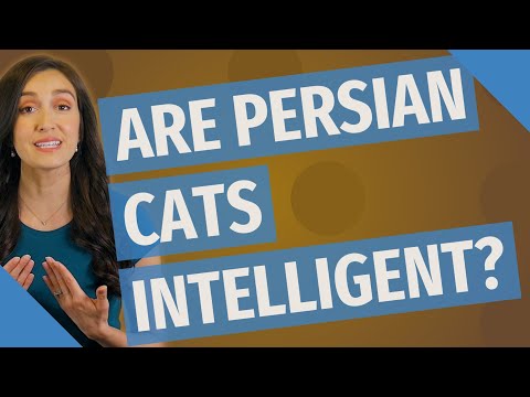 Are Persian cats intelligent?