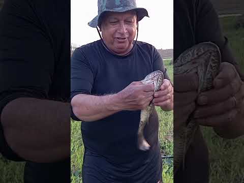 Se tem lambari vivo, tem trairão para o frito.