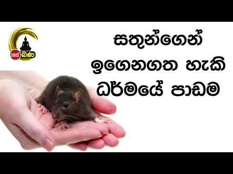 සතුන්ගෙන් ඉගෙනගත හැකි ධර්මයේ පාඩම I Olaganwaththe Chandasiri Thero -(2022 10 24)