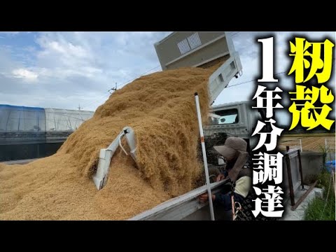 【今日もかみ合わない親子】ライスセンターで籾殻をもらってきました。これで一年籾殻は足りる・・・のか??【籾殻燻炭】【土壌改良剤】