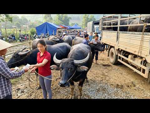 Buy Many Buffalo To Sell At Market | 500KM Truck Journey To Market - 購買大型水牛去市場販售｜卡車運輸500公里到鄉村市集