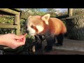 🔴 ZOO2U LIVE: Red Pandas!