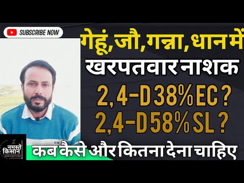 When and how to use weedicide 2,4-D 38% EC or 58% SL in wheat, barley, sugarcane, paddy?
