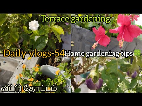 Daily vlogs-54| வீட்டு தோட்டம் | Home gardening tips🍀 | Terrace gardening| Sivagami gardening