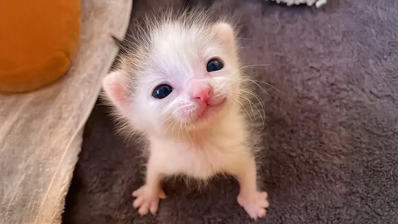 When CUTE Kittens Become Little Comedians 🤣 Funny Baby Animals Videos