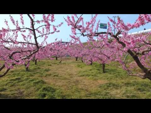 こおり桃源郷 2分30秒編集