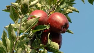 DETROIT:  Apple Picking Time!