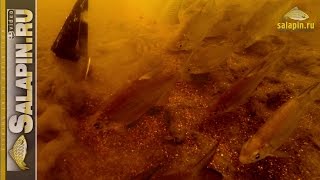 Прикормку для рыбы опустить на дно моря