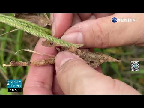 連日雨收成差 壽豐鄉水蜜桃農損高達6成