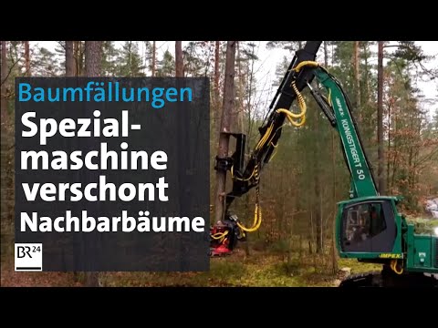 Stehend-Entnahme-Harvester: Spezialmaschine fällt Bäume im Nürnberger Reichswald | BR24