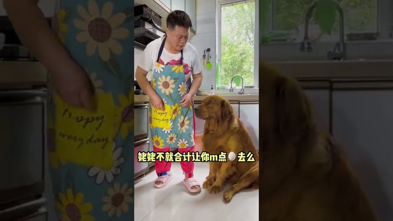 Funny Dog part  #004 - Dogs Cute and Funny Dog Videos