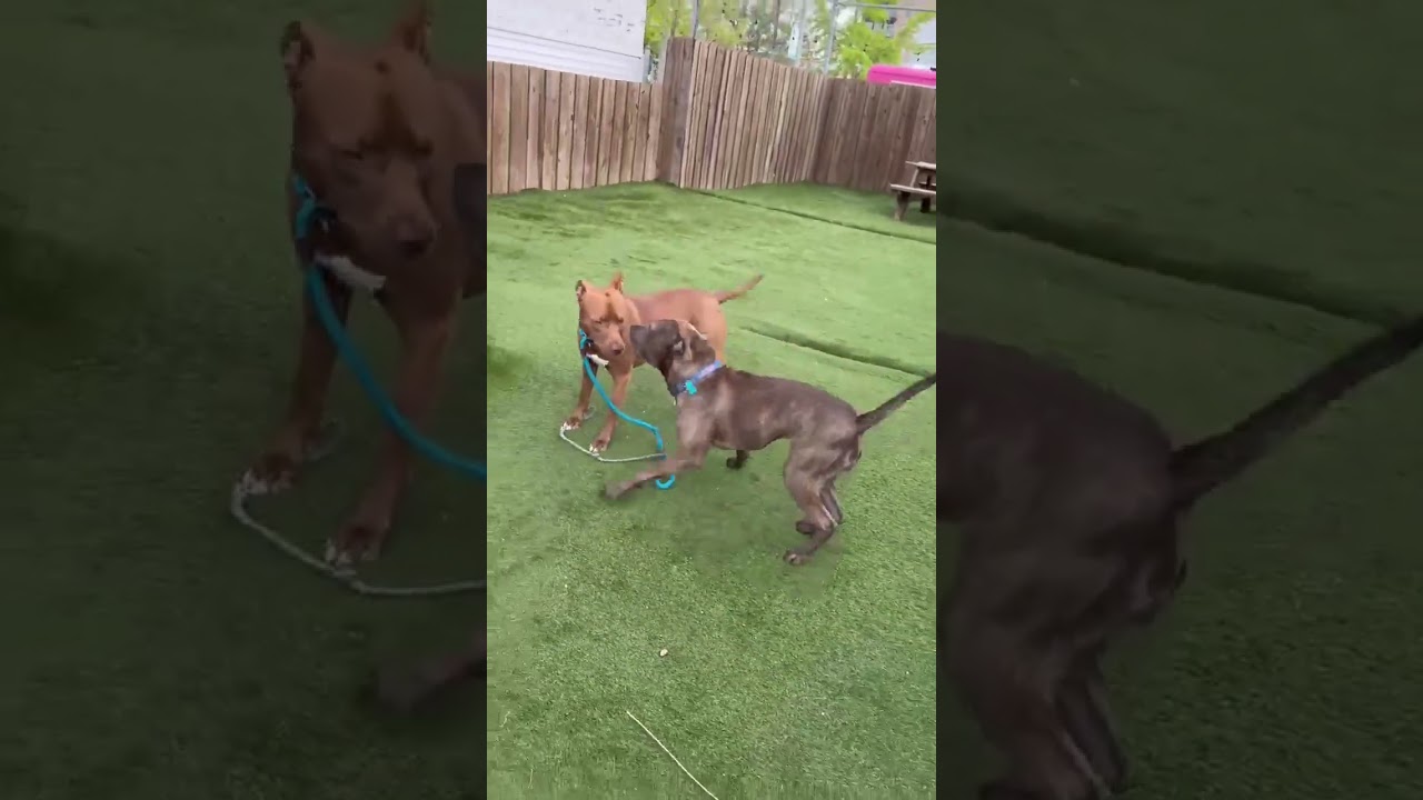Kirby, a Adoptable Pit Bull Terrier in Chicago, IL video 6/6