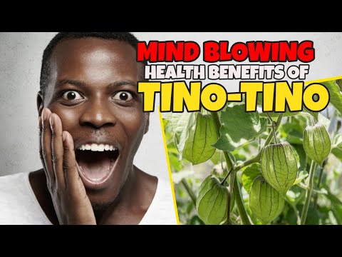 Mind Blowing Health Benefits of Tino-Tino l Golden Berry