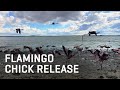 Rescued Flamingo Chick Release
