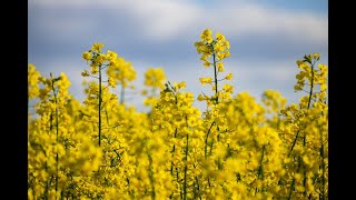 Seuils de tolérance de l'altise d'hiver