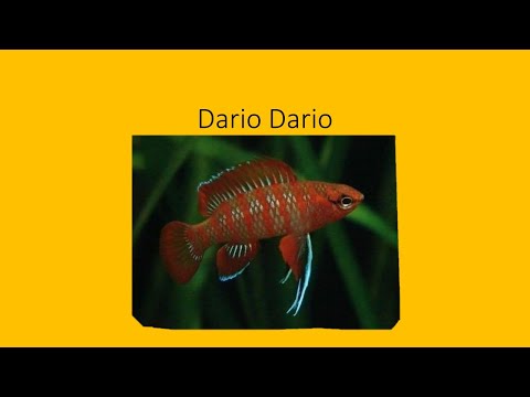 Haltung des dario dario (Scharlachroter Zwegblaubarsch)