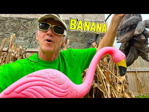 Cold Hardy Banana Plants ~ How  to Cut them Back (2022)