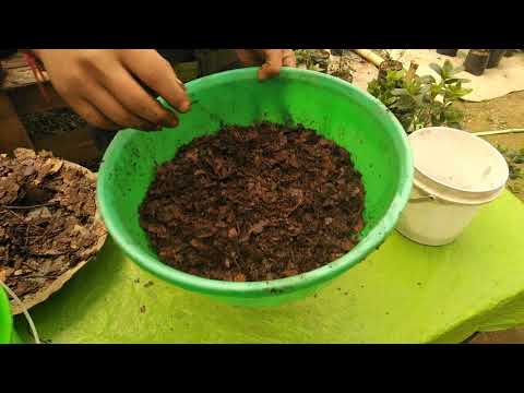 download lagu mp3 mp4 Azalea Soil, download lagu Azalea Soil gratis, unduh video klip Azalea Soil