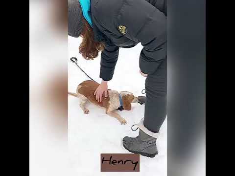 Henry, an adopted Beagle Mix in Danbury, CT_image-1