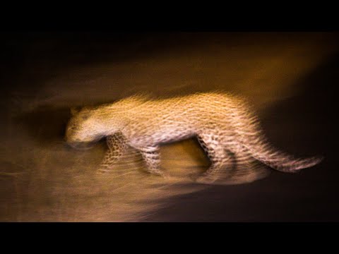 Kruger Park night sounds | Lower Sabie, KNP, South Africa - African safari nature sounds 🌍110