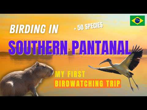 Birding in Southern Pantanal - My First Birdwatching Trip
