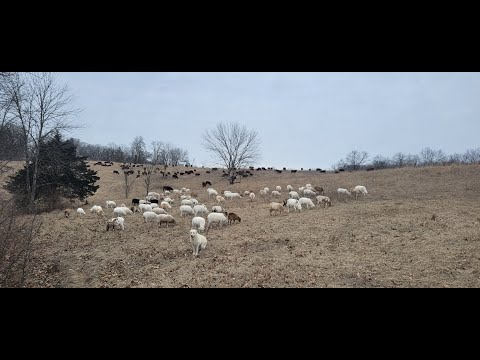Greg now has a flerd, complements of the bald eagles attacking our sheep!