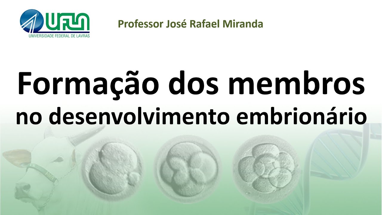 Formação dos membros no desenvolvimento embrionário