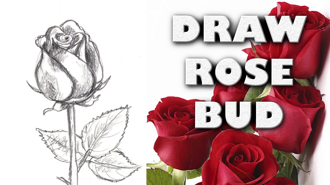 HOW TO DRAW A ROSE BUD Step by Step Drawing Tutorial. Guided realistic Mother's Day sketch