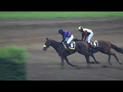 PE, 7. 9. 2019, 8. dostih - Cena města Pardubic – EURO EQUUS – IV. kvalifikace na 129. VP