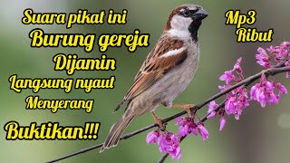 Download lagu SUARA PIKAT PANCINGAN BURUNG GEREJA RIBUT DI JAMIN LANGSUNG NYAUT 💯% mp3