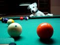 Hond speelt