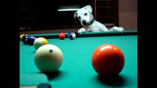Собака играет на бильярде