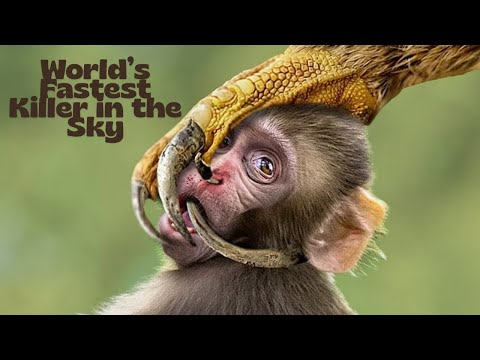 “World’s Fastest Killer in the Sky | The Peregrine Falcon”