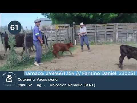 Lote VACA CUT C/ CRIA - Ramallo Bs As