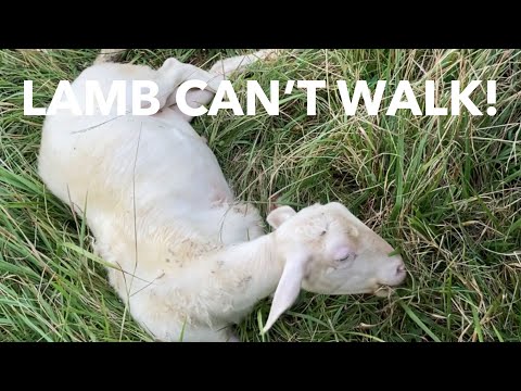 , title : 'Our Lamb is Sick! He can't walk on his rear legs.'