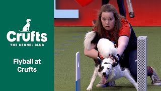 Looking Forward: Flyball 🎾 🐾 | Crufts 2023