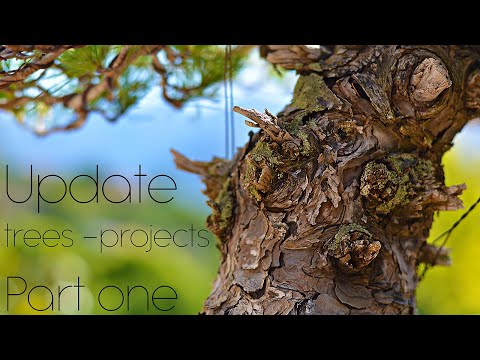 UPDATES on trees and projects PART ONE - Arkefthos Bonsai