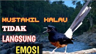 Download lagu Suara Merdu Burung Magpie Robin mp3 Download lagu Suara Merdu Burung Magpie Robin mp3