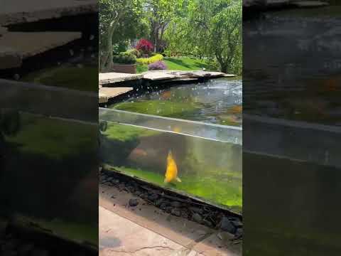 DIY Koi pond incredible job!