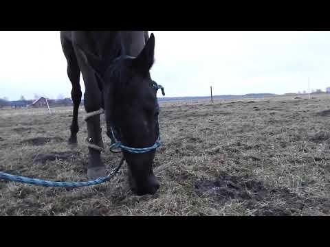 YOU BELONG TO THE WILD